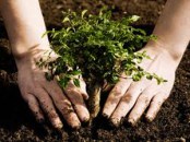 Plant a tree and save the world