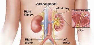 adrenals