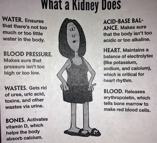 Kidney-function