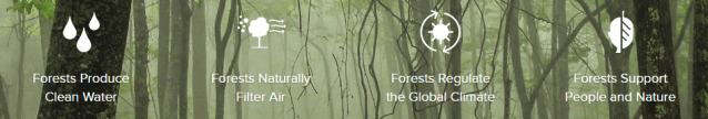 forest_positives