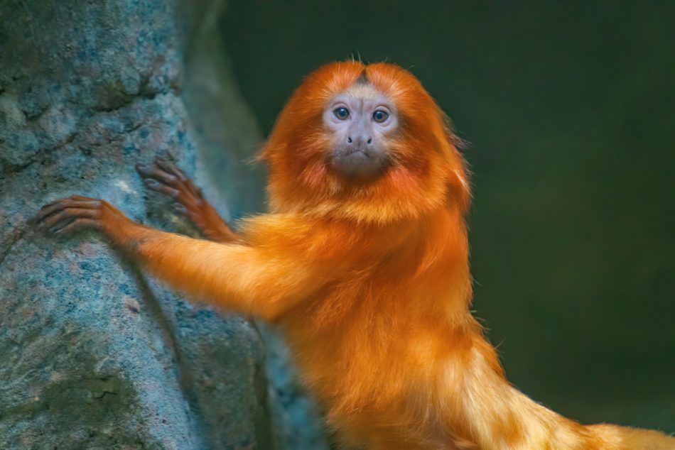 Golden Lion Tamarin